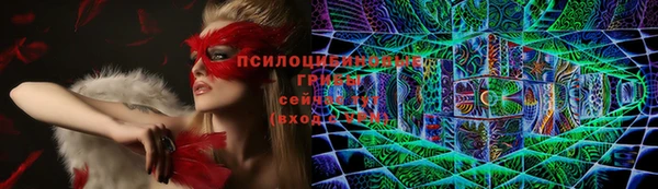 прущие грибы Аркадак